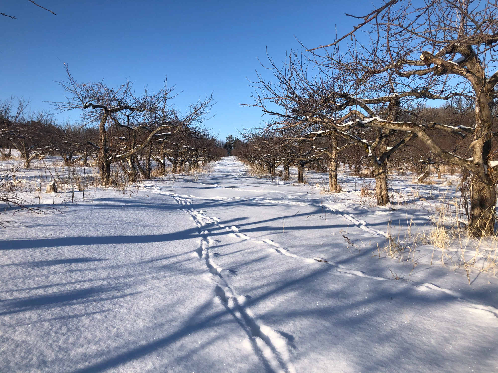 Apples from the orchard at Alternative Roots Farm in Madelia, Minnesota, go into Tallgrass Cider • Photo via Tallgrass Cider