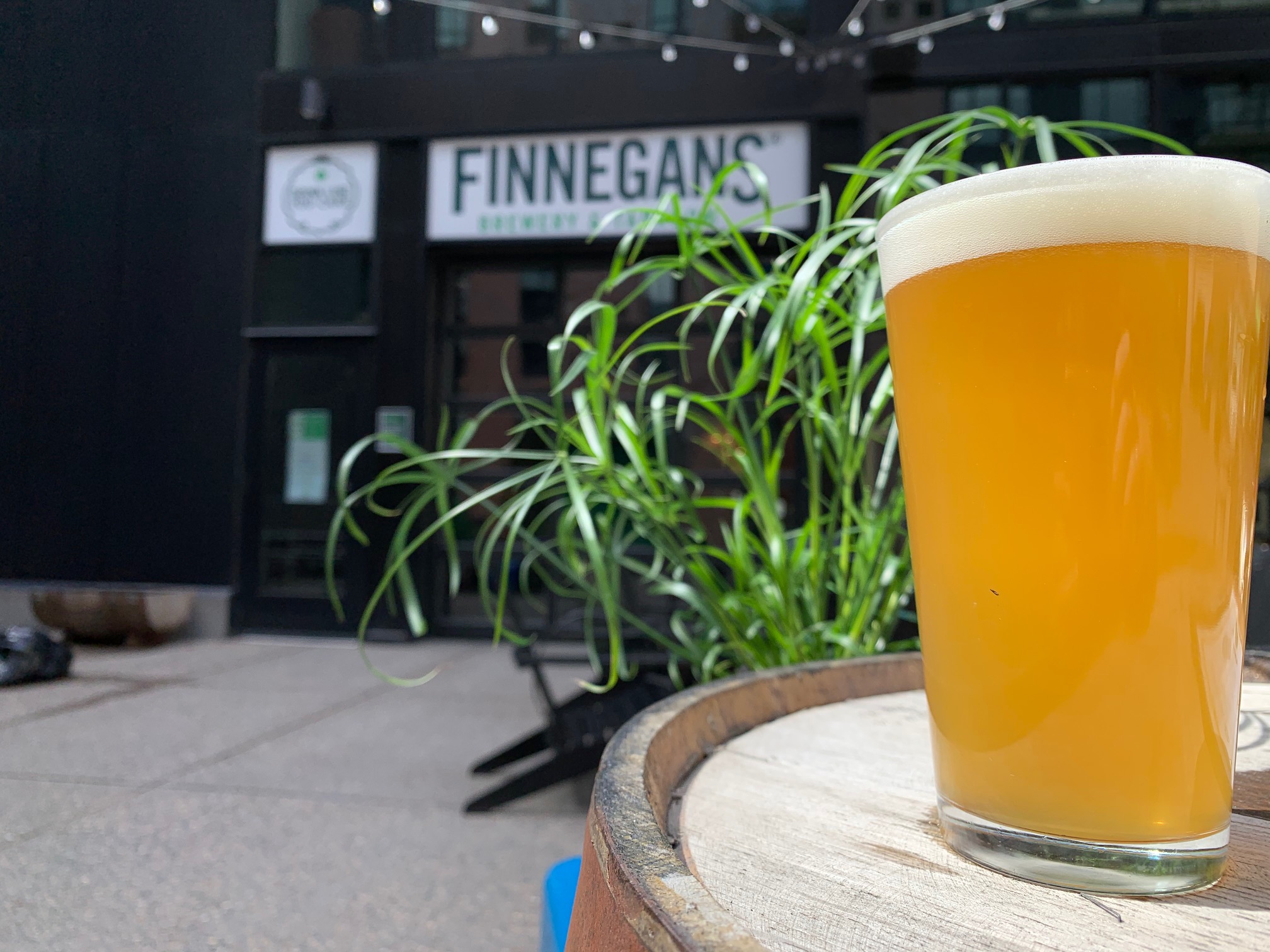 FINNEGANS Kicked to the Herb • Photo via FINNEGANS Brew Co.
